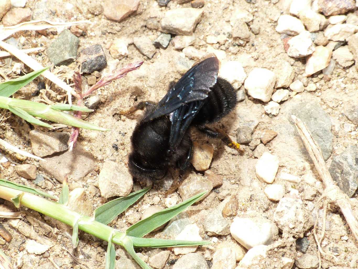 Chalicodoma sp. che raccoglie terra per il nido